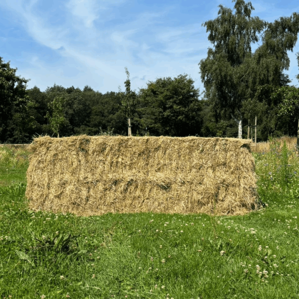 Frans weidehooi tophooi 2025